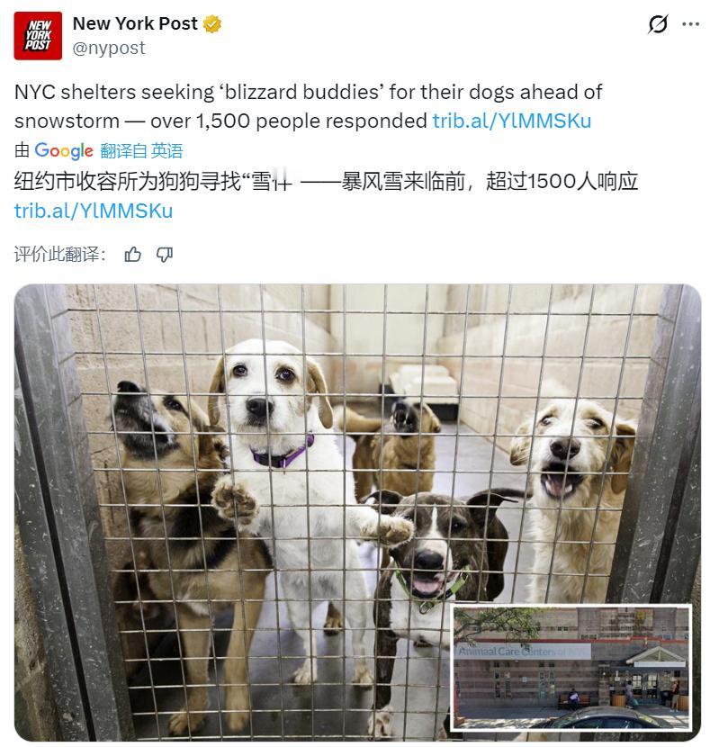 美媒：纽约市的动物收容所呼吁大家帮忙为那些体型较大的狗狗提供住所，因为一场即将到