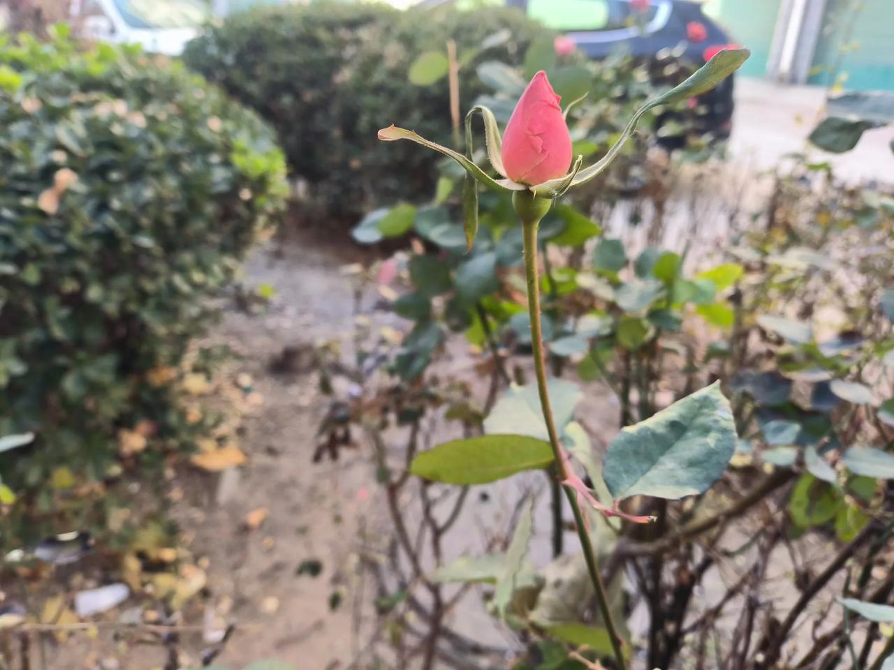 今年真的是暖冬了，都进入数九寒天了，这花园里的月季花还在开放，没想到这月季花生命