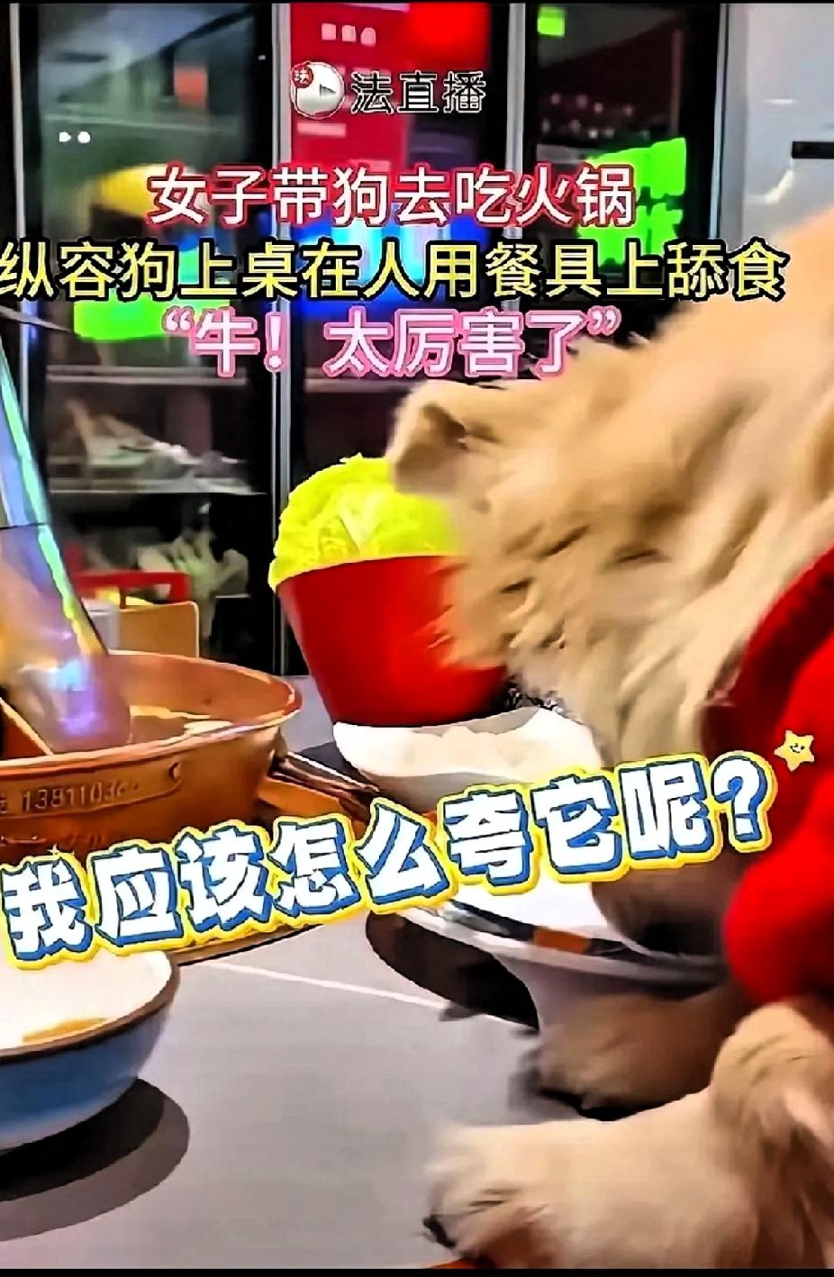 该！
那位纵容狗狗上桌舔食的女子该睡不着了！后续赔偿来了，店家要求赔偿所有损失一