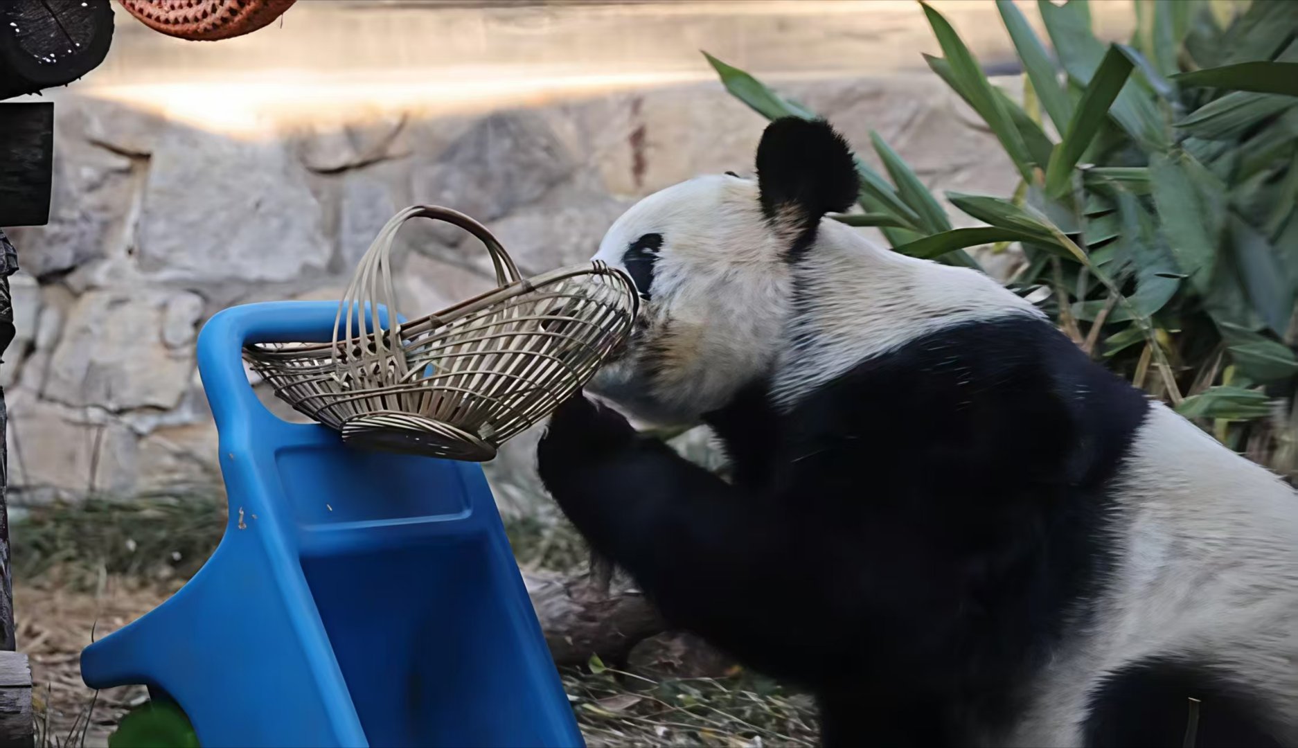 大胖丫的快乐炫笋时光！这得有掌声！丫丫变身美食侦探丫丫
