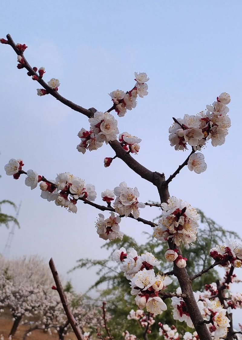 上联：风摇春杏花香远；
下联：月照秋窗桂影疏。