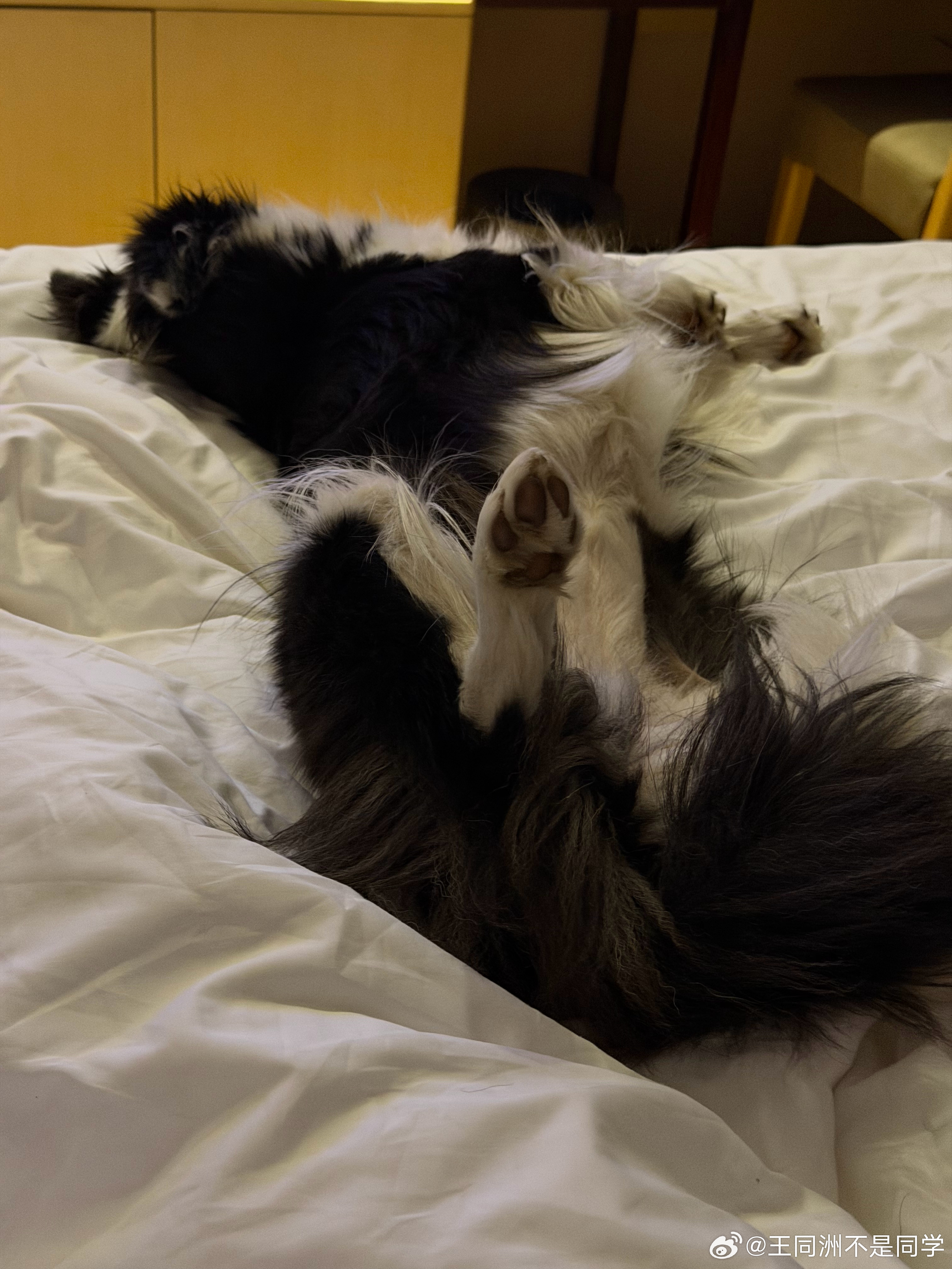 小狗睡的肆无忌惮就是腿有点麻（拍摄于早上起床前）王同洲的拖油瓶是边牧托游萍拉布拉