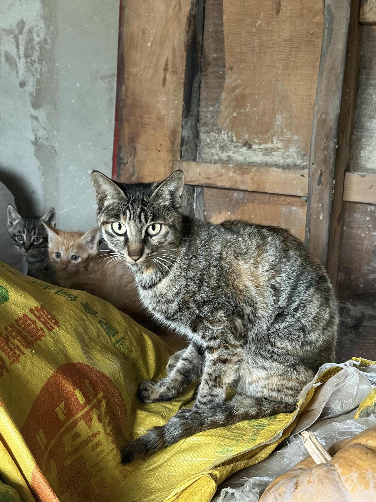分享萌宠小猫看看我家的猫咪和它的宝宝