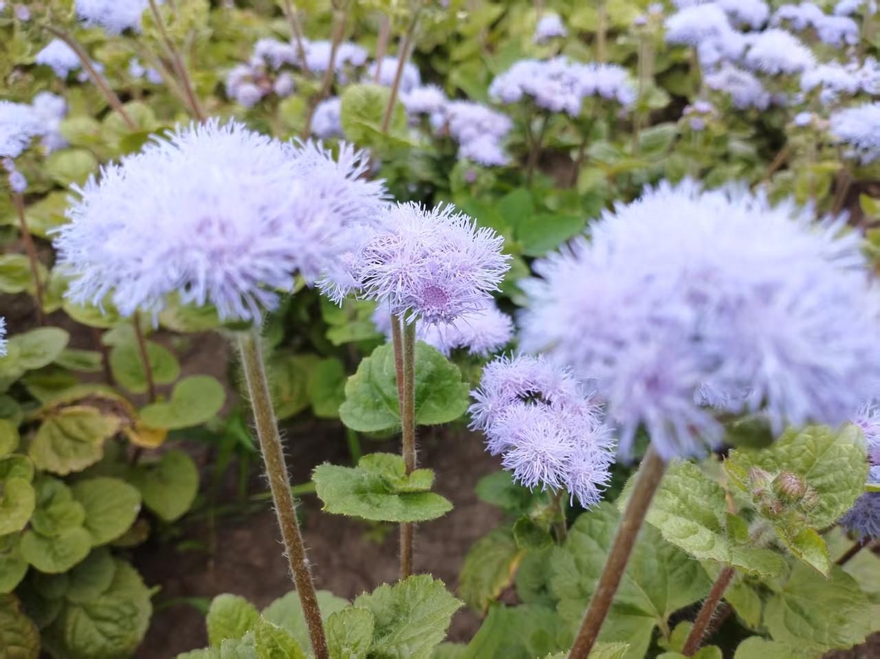 浅紫绒花，温柔相逢——LaMa娟
 
（藿香蓟）
 
淡紫绒球簇簇柔，
轻丝细缕