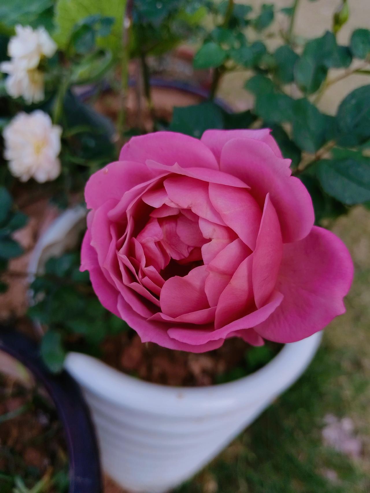 一个女人最傻的行为是：
为了别人口中的好评，
卑微地讨好和陪笑！

人这个物种，