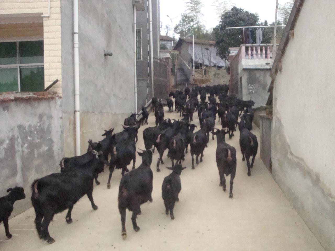 不少养羊人起早贪黑忙活一年，最后一算账却没赚到钱，甚至还亏了本。其实不是养羊不赚