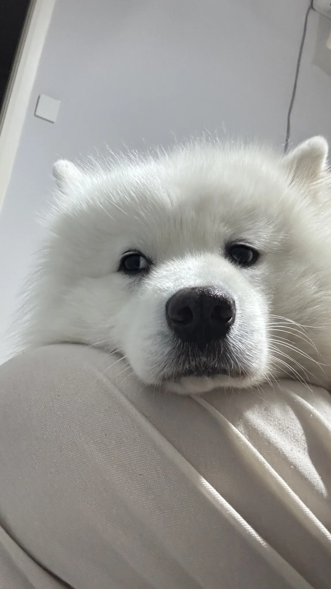 一只眼睛站岗，一只眼睛放哨