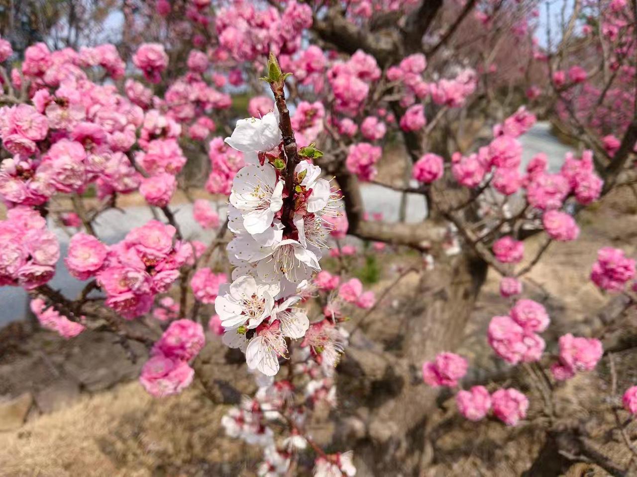 无论多忙，我都会坚持发作品，将我的所见所闻、生活感悟记录分享，将创作的喜悦快乐留
