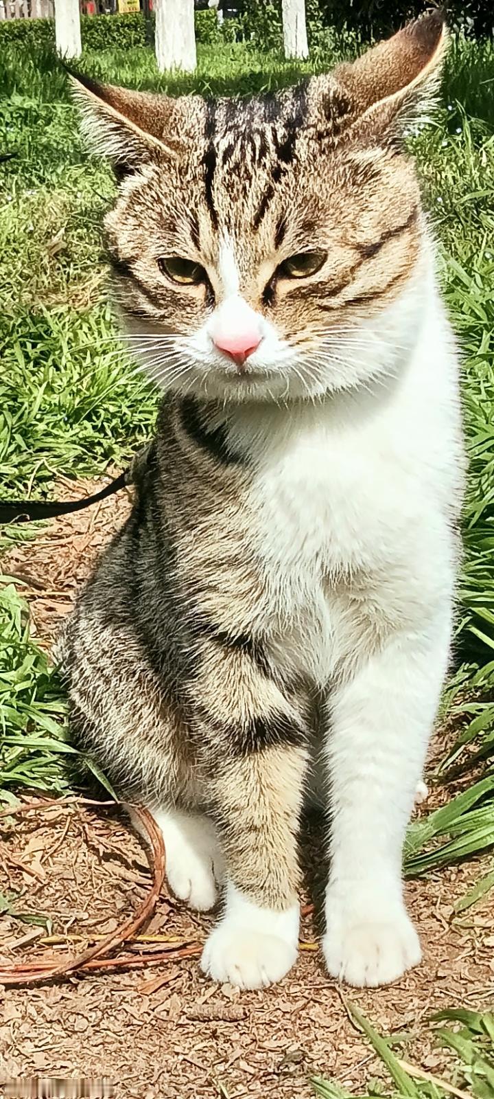 猫咪来了