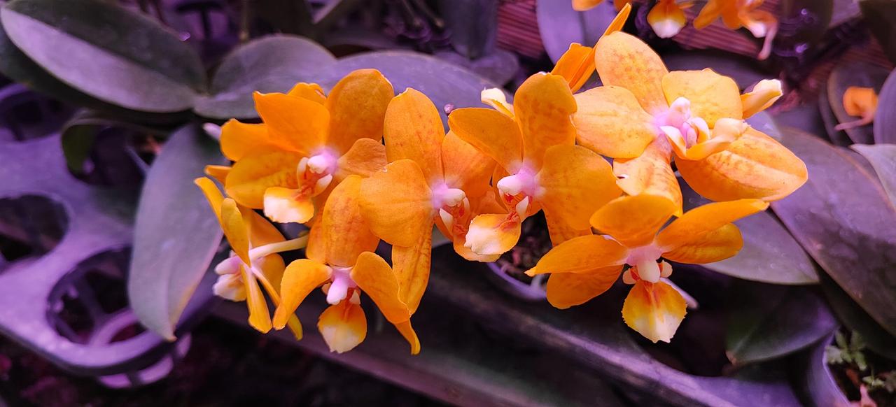 stroll around the flower market 行花街，老广过年