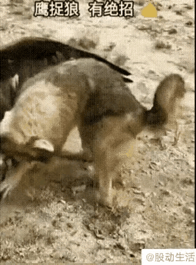 鹰扣狼眼，爪击要害，便可以小博大，完胜对手。