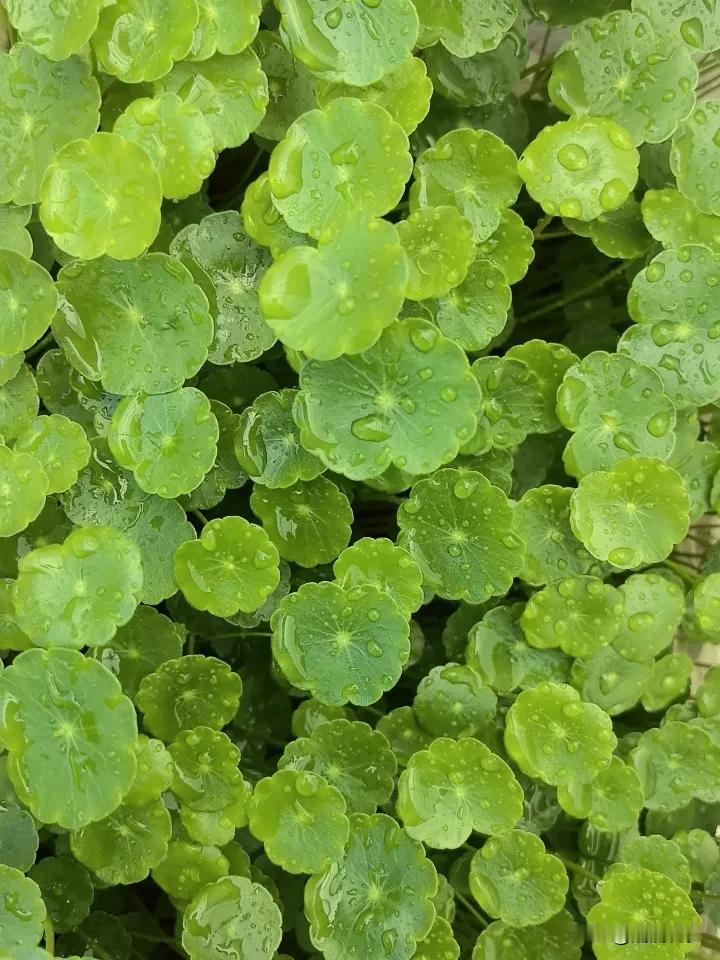 风有约，花不误，
阳光正好，清新又热烈。
在这晴好又温柔的季节，
铜钱草捧住了阳