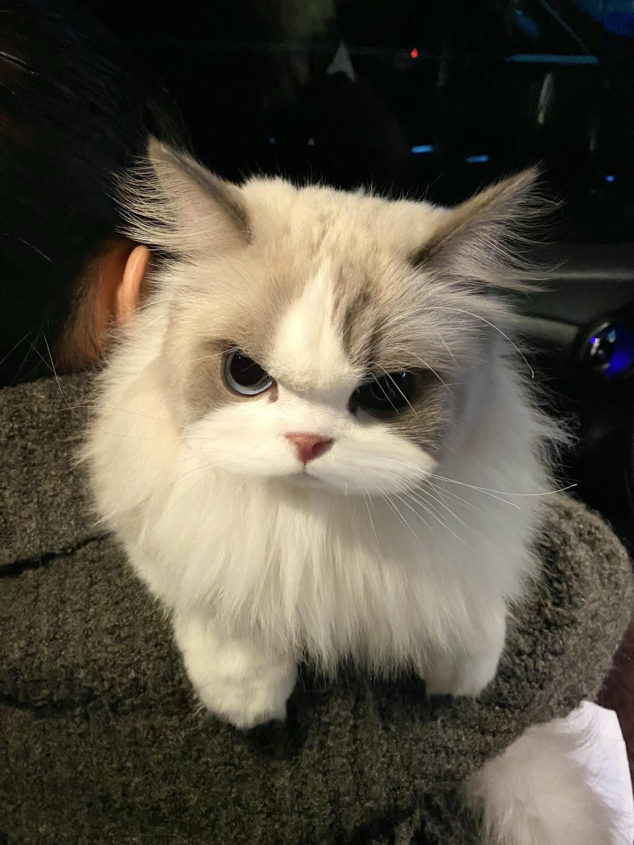 送去配种又又又被退回来了！！可能孩子年龄大了多少有点… 但是孩子明显不...