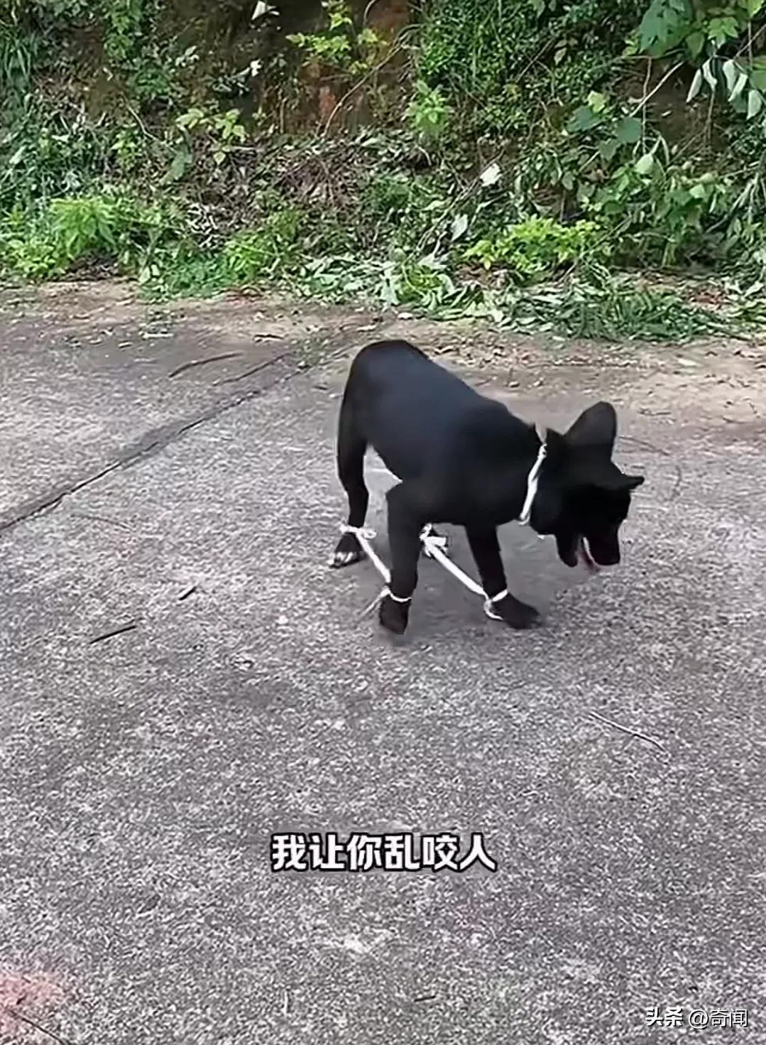 狗子懊恼：“你们把我当八神犬吗？我有那么可怕吗？愚蠢的人类”小狗不气人 神经病虐