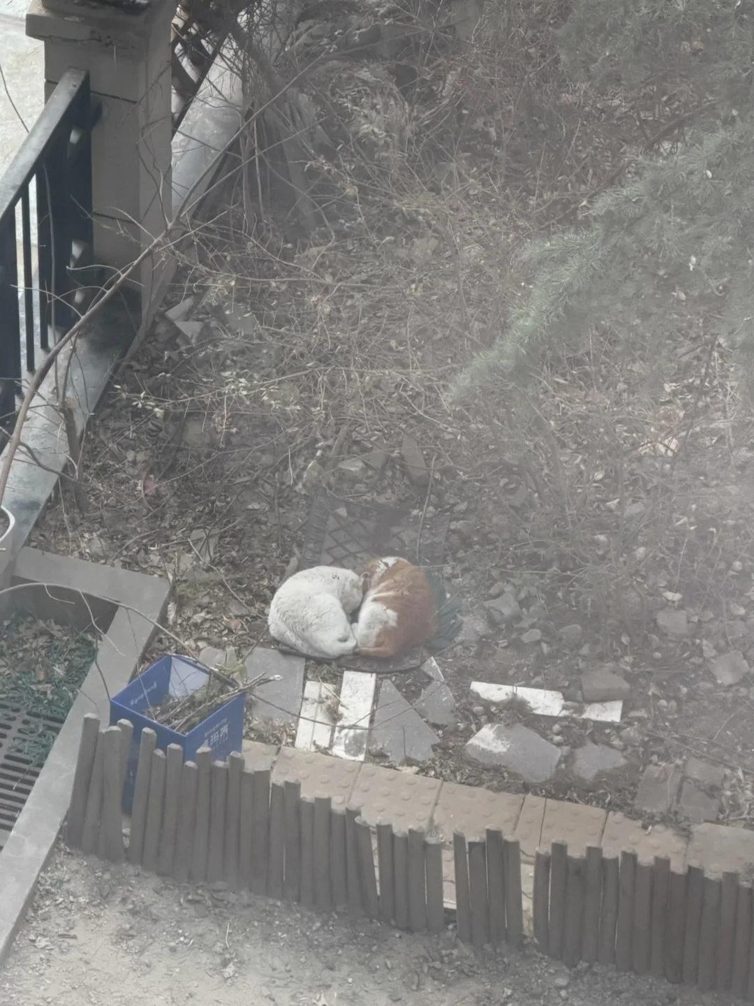 上一秒：这个冬天也不知道小流浪过得好不🥹