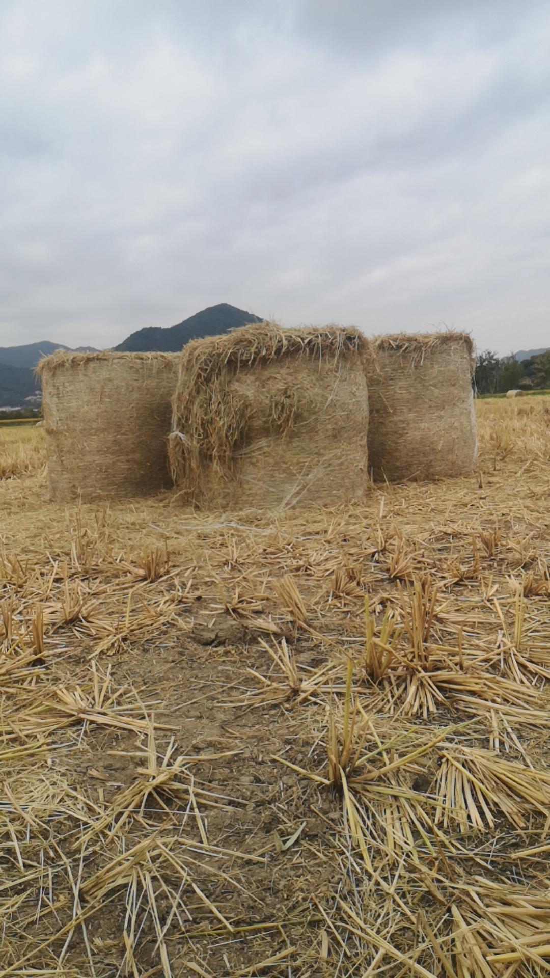 分享你随手拍的风光秋收回忆