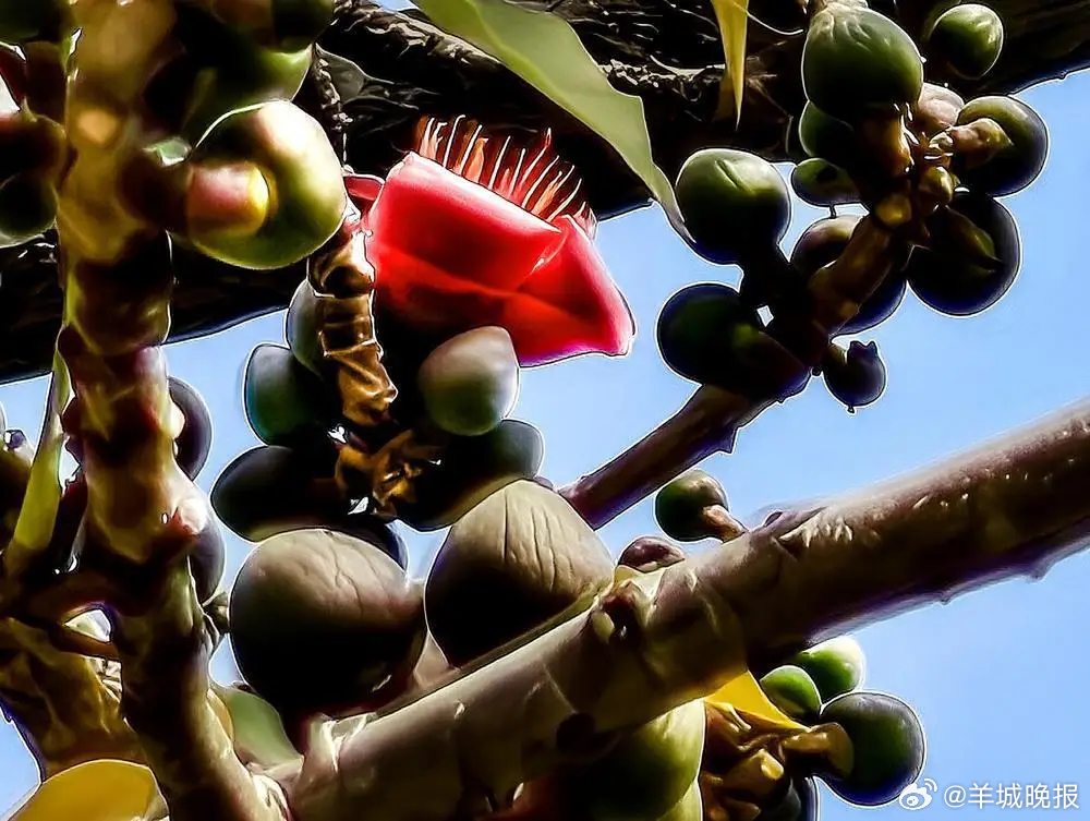 #广州357岁的木棉王提前开花了#【广州357岁“木棉王”提前开花！还是罕见的双