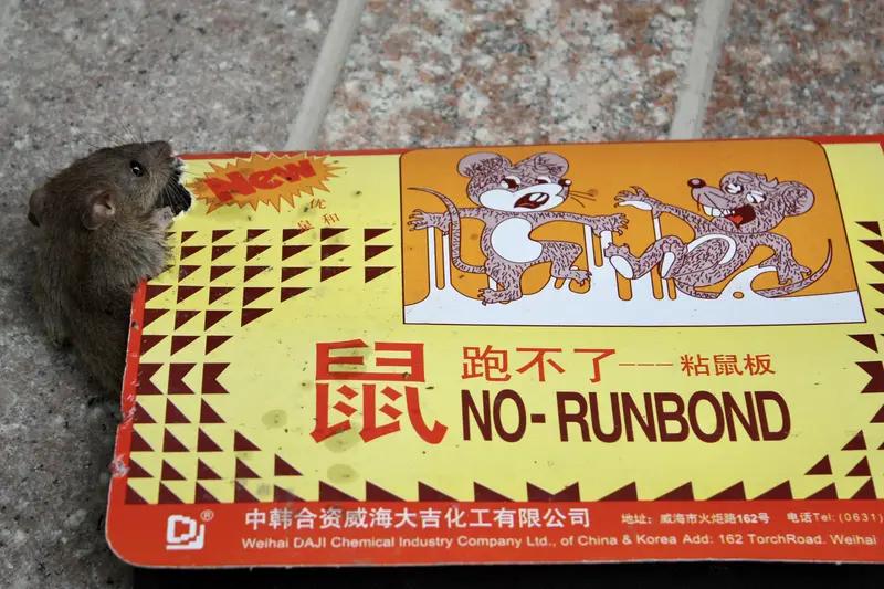 4月5日浙江，朋友未经允许穿女子新买的紫貂，在归还的过程中碰到垃圾桶的粘鼠板，朋