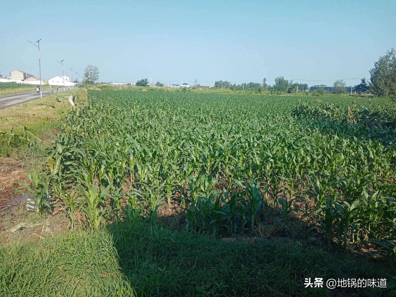 六月初六哂龙衣
打湿龙衣淹田地
六月初六动了流，四十五天雨不停
六月初六雨水流，