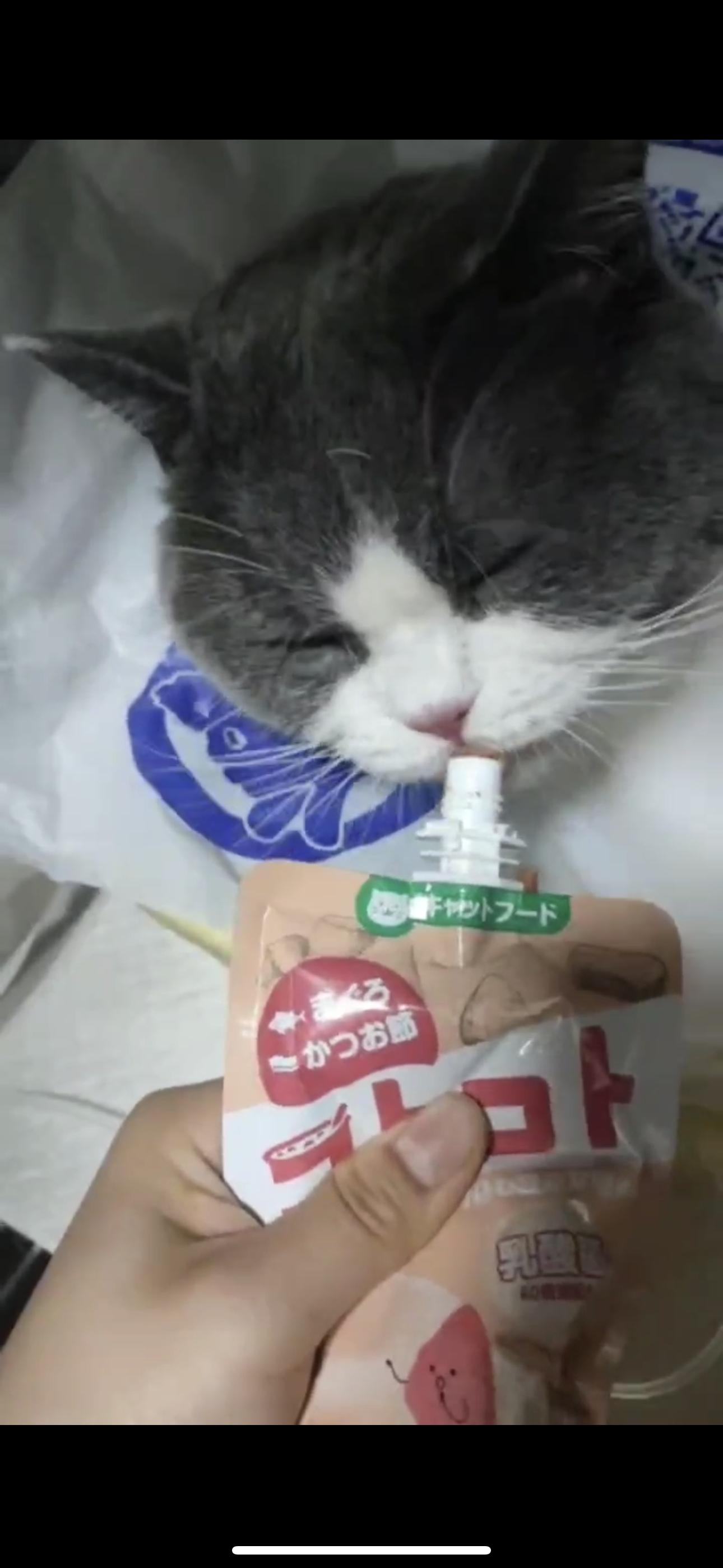 #糖妞家的日常[超话]# 汤圆昨天早晨拔尿管，自己尿了好几大坨，明天复查指标，然