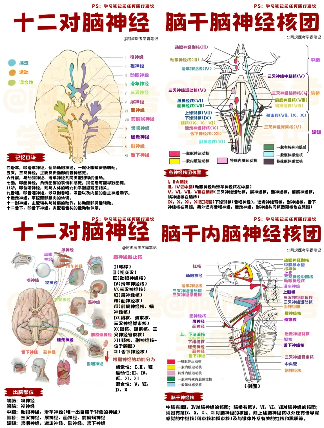 医学生笔记📒｜脑神经合集👆