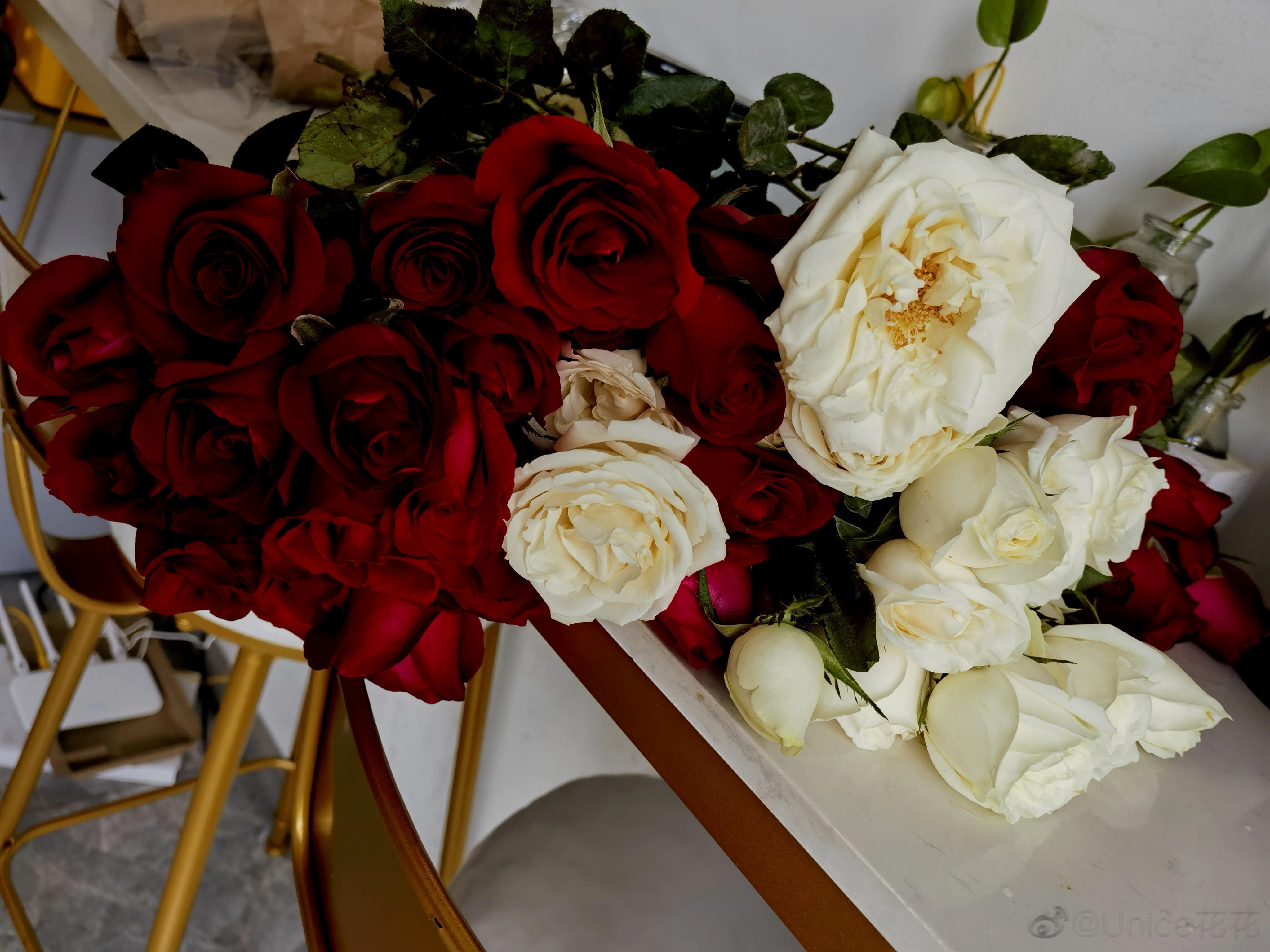 玫瑰花浪漫我也是花会枯萎爱不会  ​​​