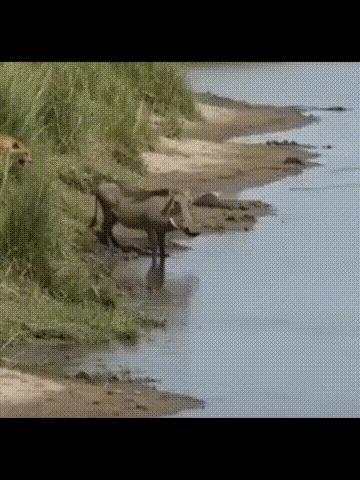 这张图意境深邃，乍看是豹子猎杀疣猪，实则豹子反被水中鳄鱼猎捕，最终疣猪逃出生天。