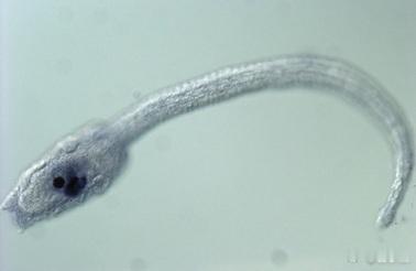 海鞘（Ciona intestinalis）幼体长得有点像蝌蚪，体内有背神经索和