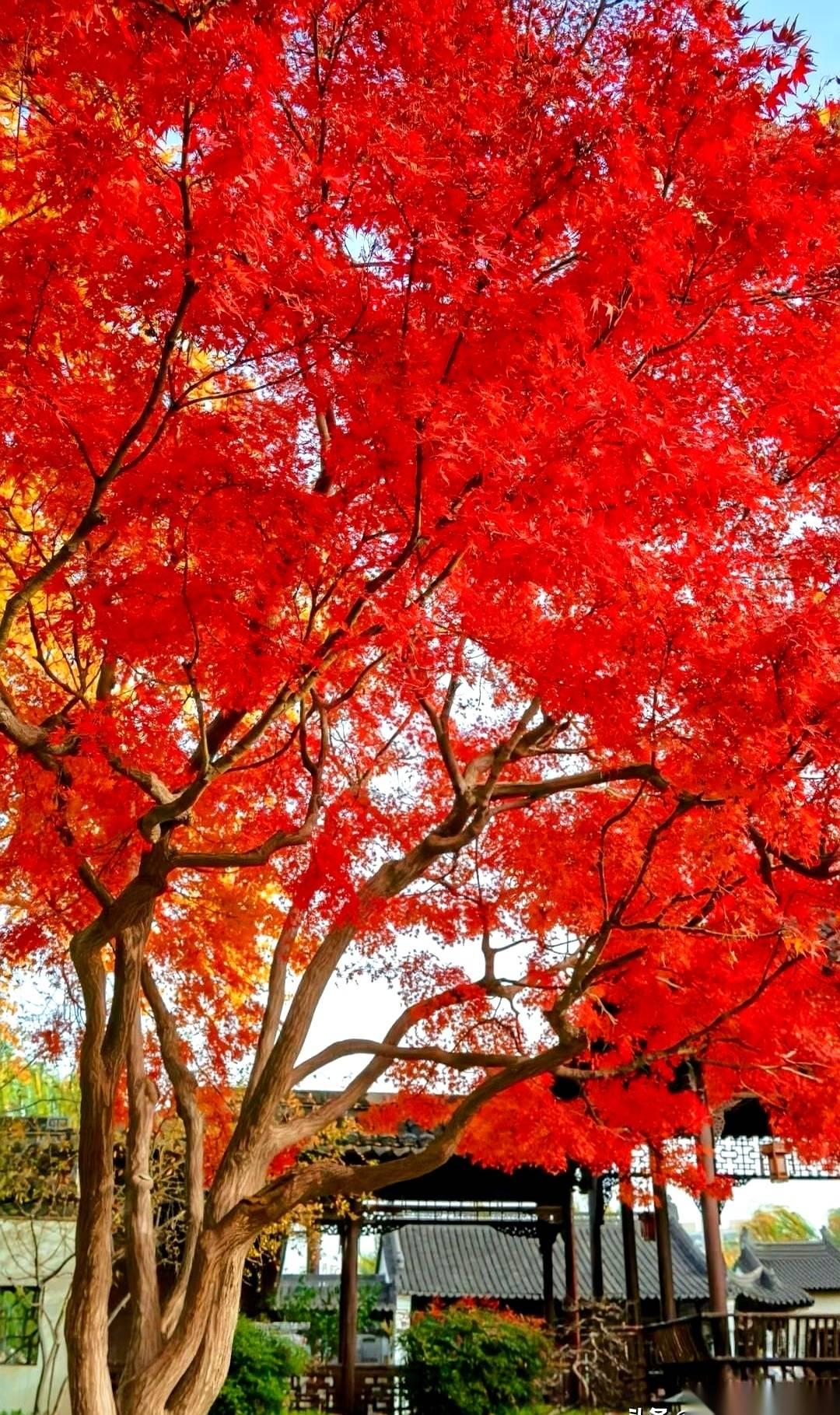 都跑去栖霞山挤破头，我真的会笑。
南京真正的“枫叶之王”，压根儿就没长在山上。