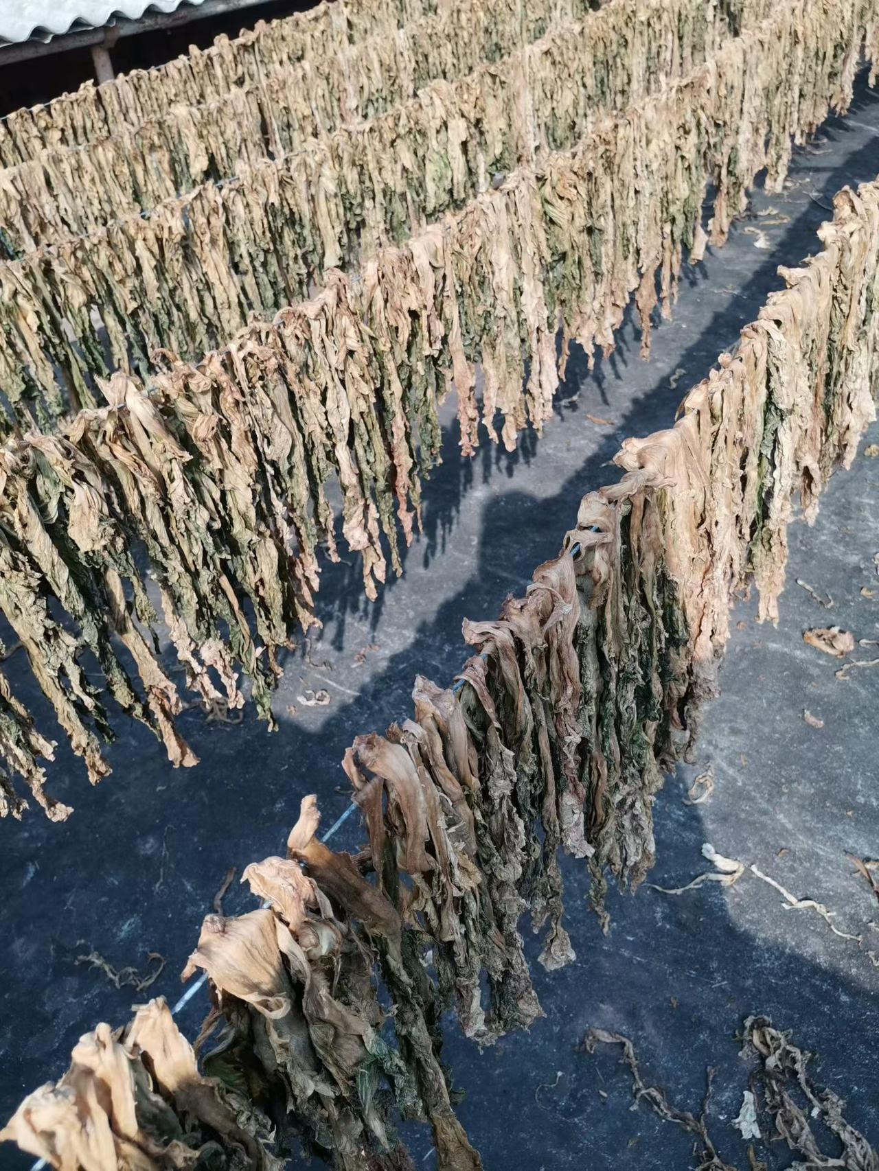 川渝人不要说话！谁还敢说四川不产海带，大家看看这就是我们四川人的海带，不知道大家