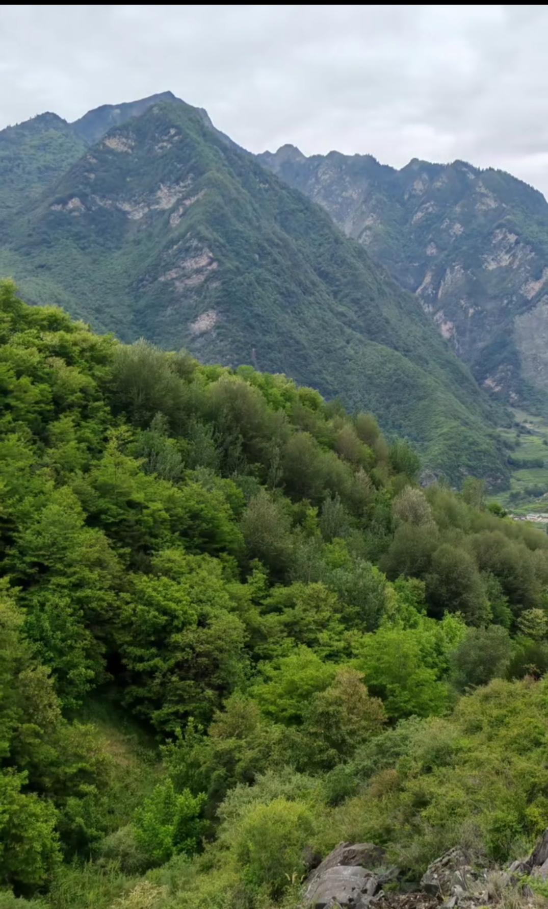 一头扎进青山的怀抱，
满眼皆是层层叠叠的治愈绿意。

云雾轻笼山尖，
风携着草木