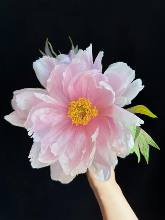 这么仙女的花也是牡丹啊