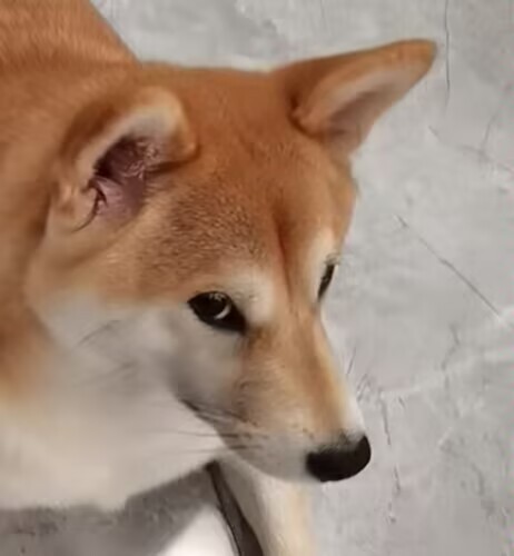 哪款游戏看似免费，实则让你投入了很多钱？魔王夜谈