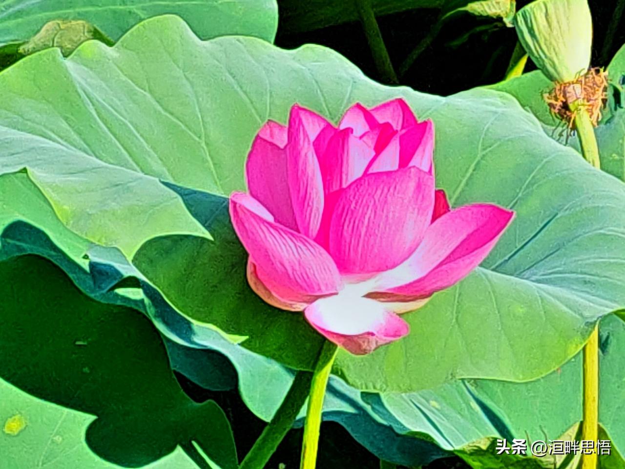 粉嫩荷花开满池，夏日清凉心自怡。