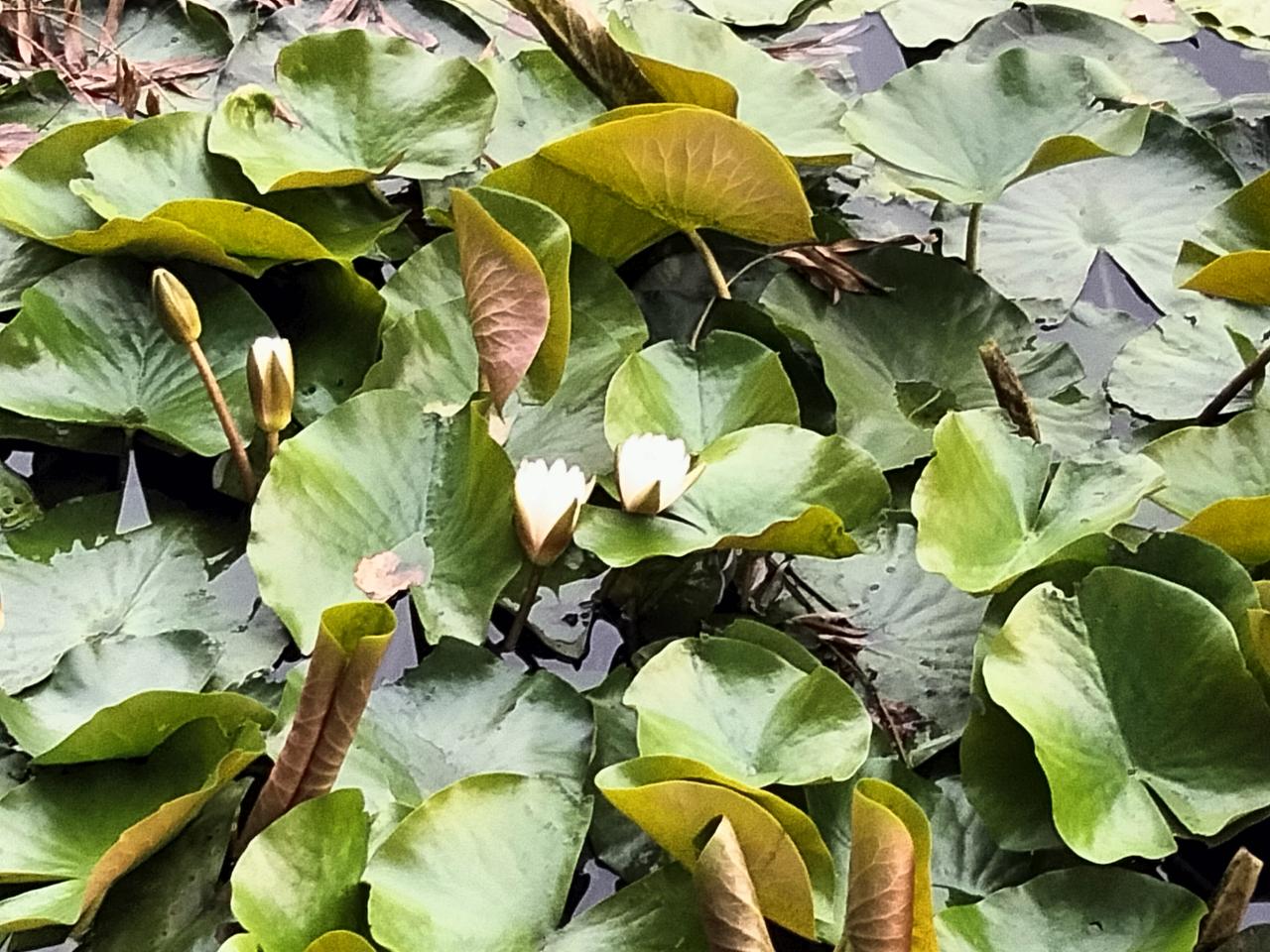 师友好，请告知“荷花”和“莲花”是一样的吗？
图中是荷花还是莲花？