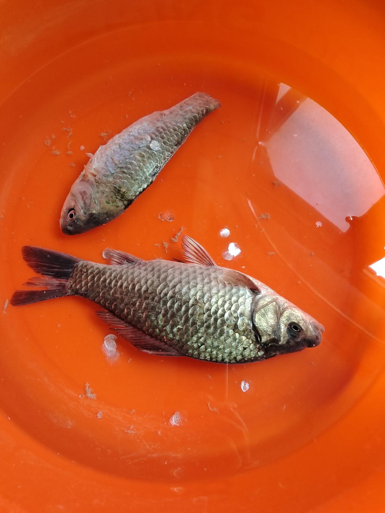 大姐喜欢吃这种河里捞上来的鱼，因为是野生的，味道比较鲜美。大姐看了一下两种鱼，问