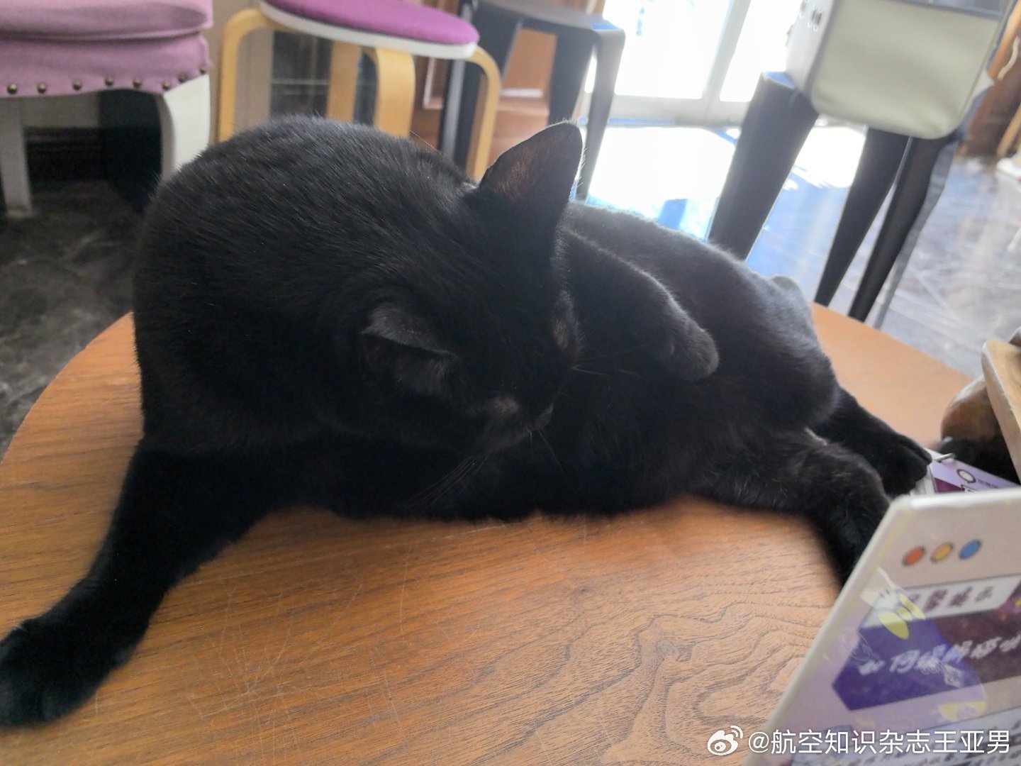 偶遇超级怪兽…摸了摸，体重估计接近10…公斤 ​​​