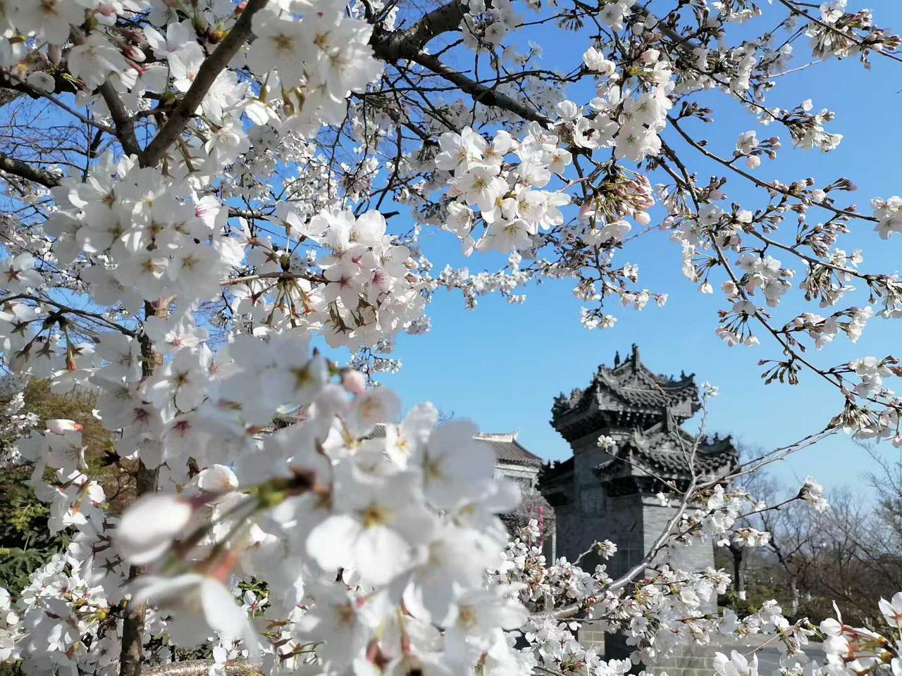 这是目前李老师给大家拍的——汉中最好看的花🌸