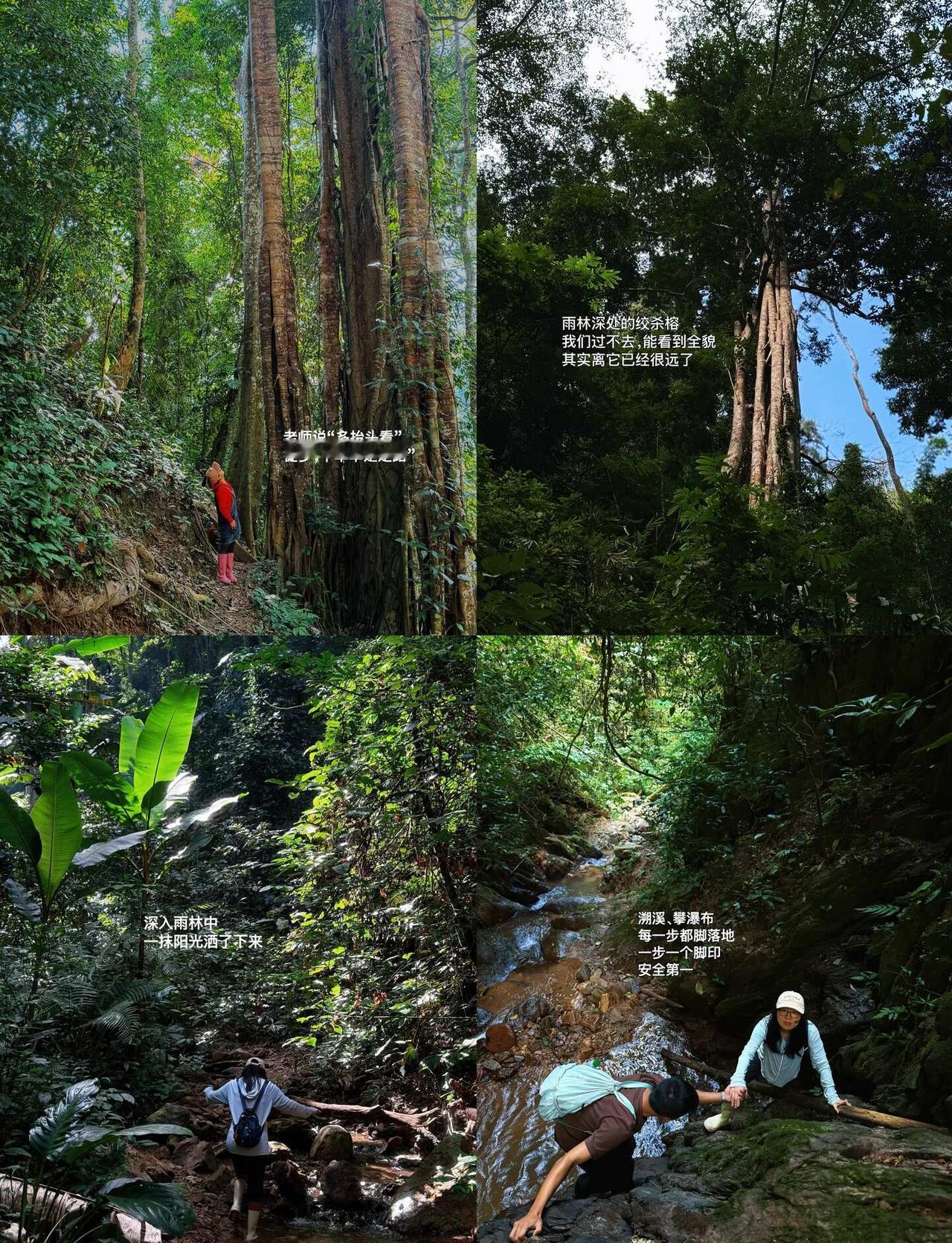 西双版纳 | 一头扎雨林里，10km徒步太爽了
还是大自然最治愈✨
一头扎进湿润