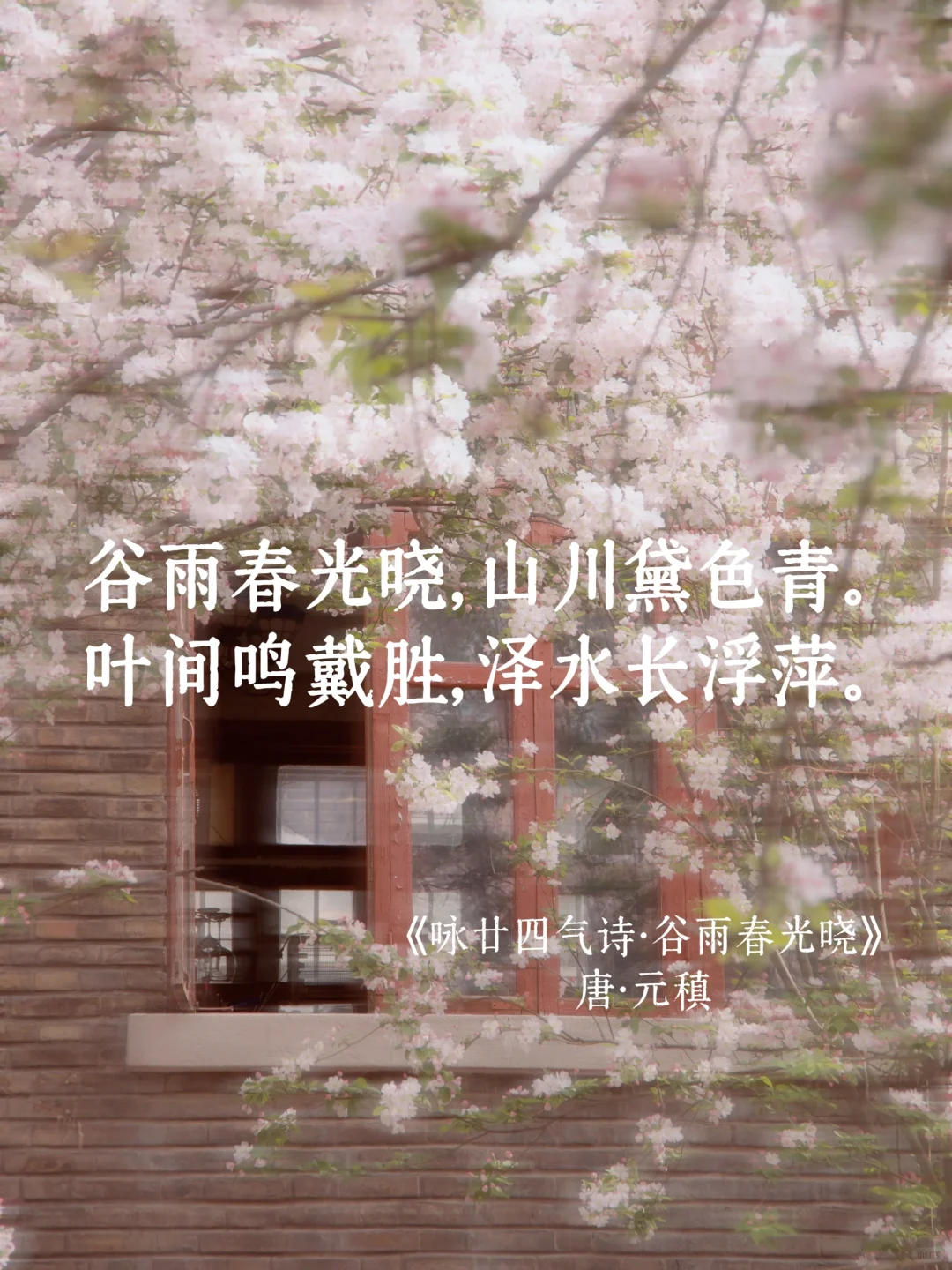 谷雨丨“春有约，花不误，岁岁年年