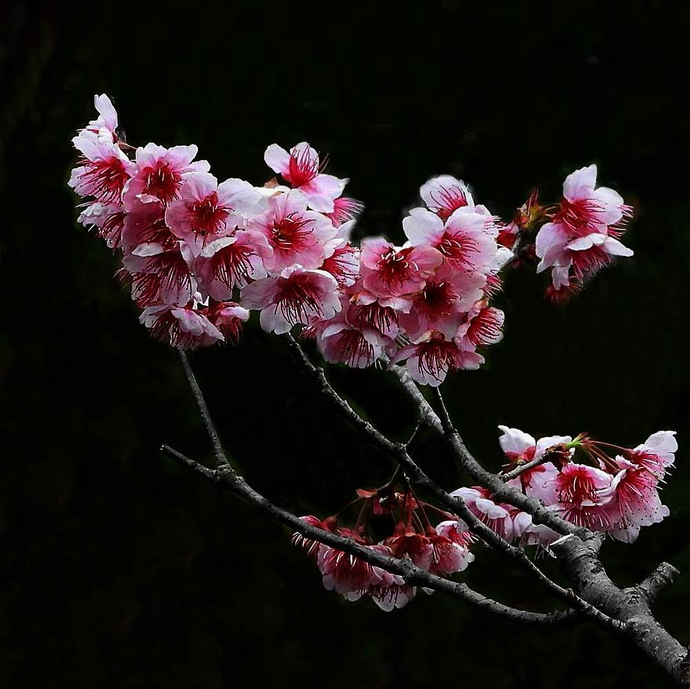 早春山樱争先放 来日百花竞娇妍
      百花正待苏醒的早春时节，山樱花绽放，