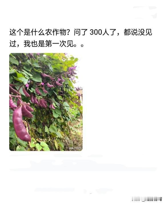 我就想看看，有多少人认识这个农作物！