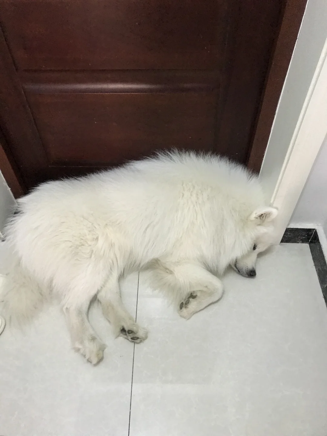 兢兢业业的看门小狗