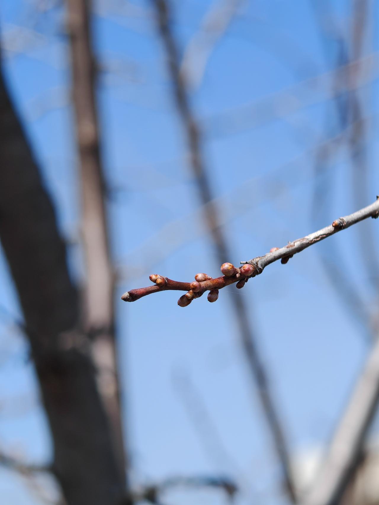与痛风斗争的历程223
 
   清晨醒来，周身关节状态平稳无恙，唯有左肩关节依
