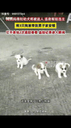 “解释不清了！”广东一男子家狗子生了四只小狗，顺口对狗子说了一句：“这太多了，送
