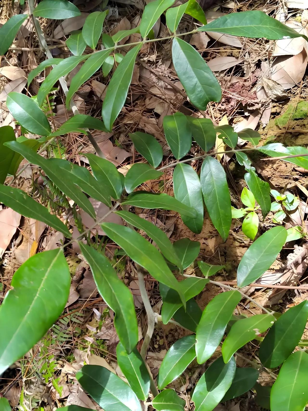 每天认识一种植物81:牛大力
蝶形花科鸡血藤属牛大力
别 名:
美丽崖豆藤，山莲