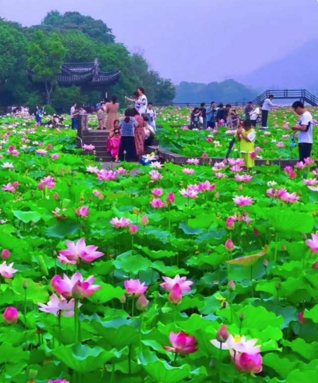 公园美景随拍，藏着城市里的夏日治愈
 
闲来无事漫步城市公园，随手拍下沿途风光，