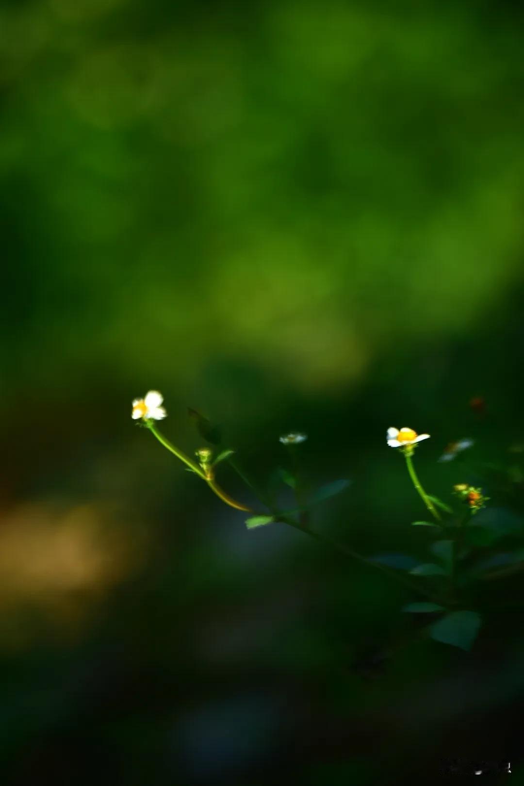 白花花的小野花，开在绿油油的田野上#随手拍漂亮野花# #秋日采花随手拍# #捕捉