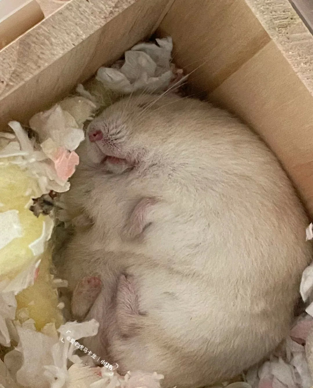 能把仓鼠养成这么圆的主人也是人才[泣不成声]草莓大福上长了四个小jiojio[狗