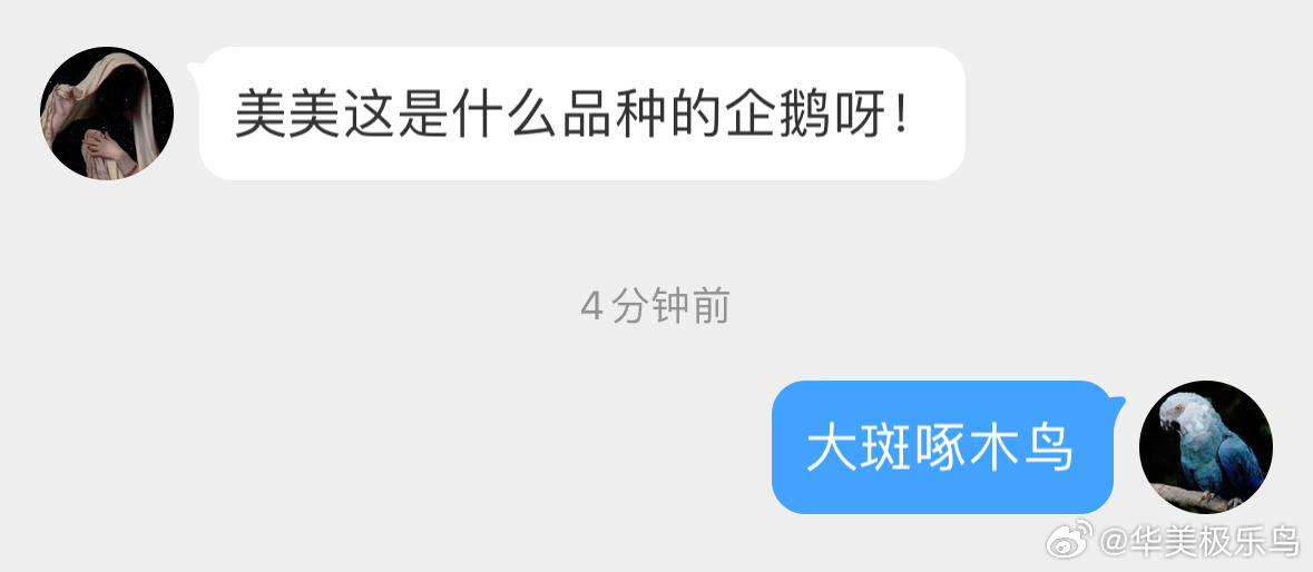 #鸟粉投稿# 黑白相间 冰天雪地所以它是😈 ​​​